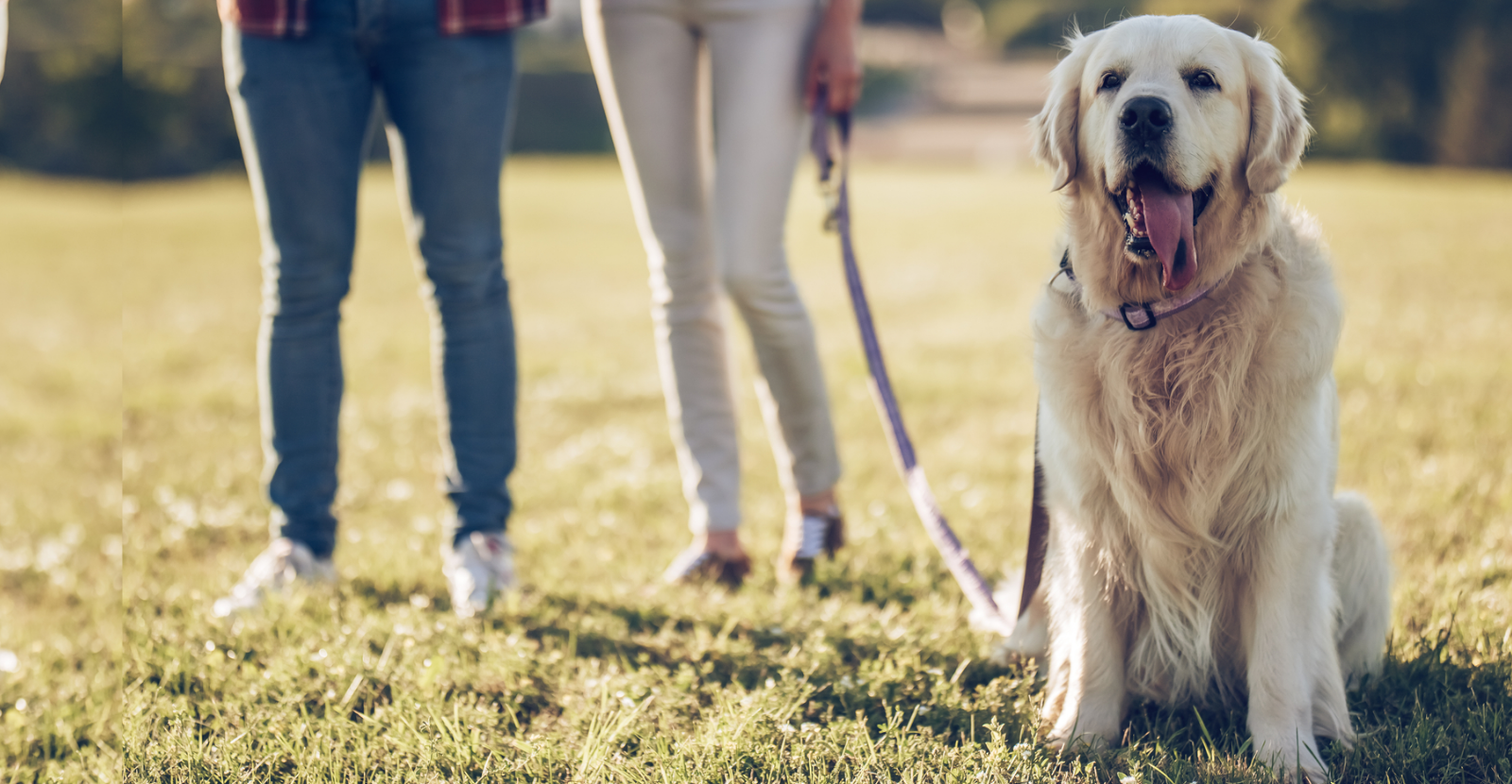 10 Ways Dogs Enhance Both Mental & Physical Health