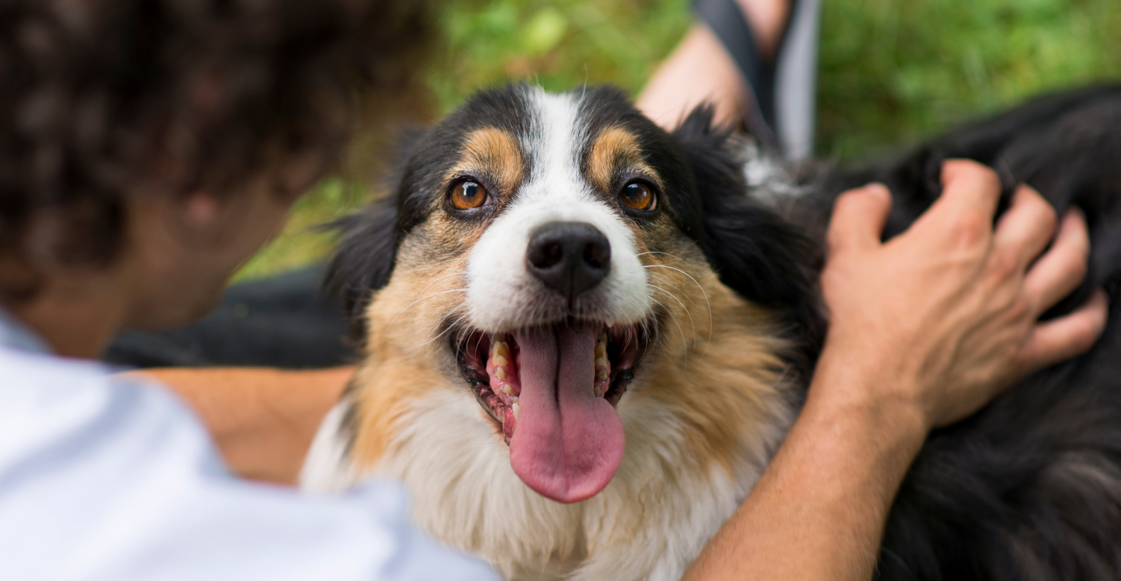 10 Ways Dogs Improve Our Mental & Physical Health