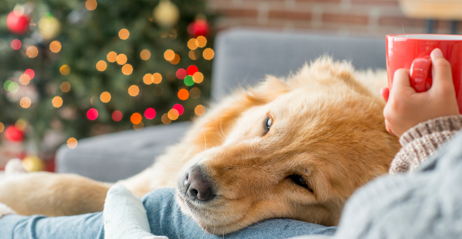 Make the Holidays Special with Your Pet