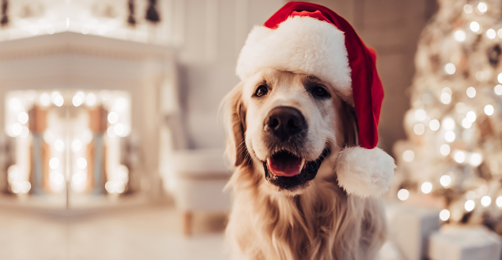 Top 10 Best Dog Christmas Gift Ideas in 2021