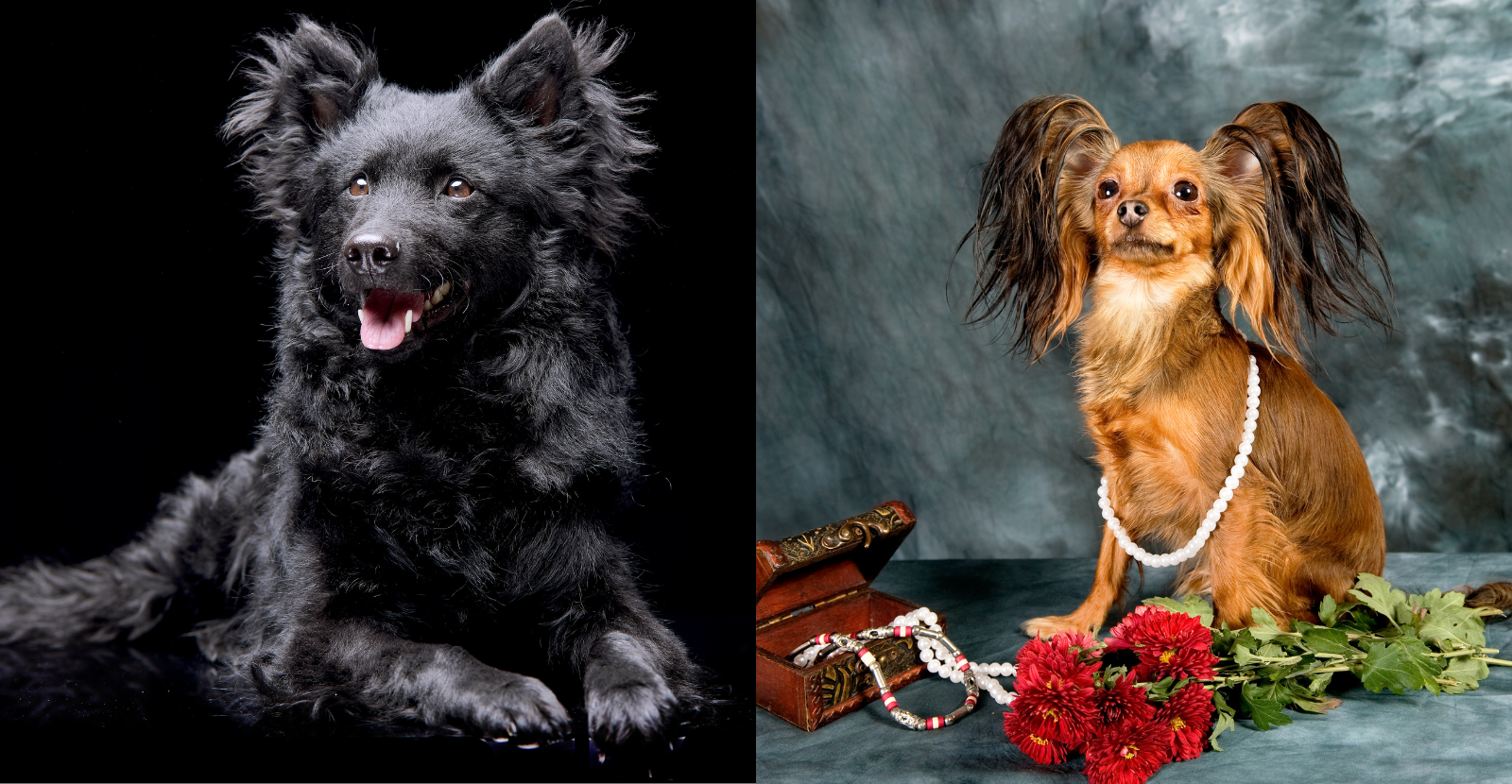 Meet the Newest AKC Dogs for 2022: Mudi & Russian Toy