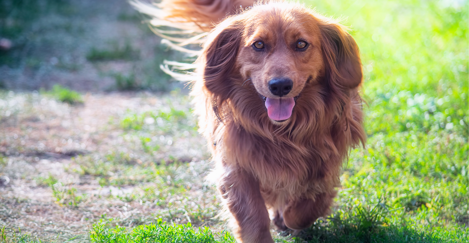 Penelope Digs with Glyde [VIDEO]