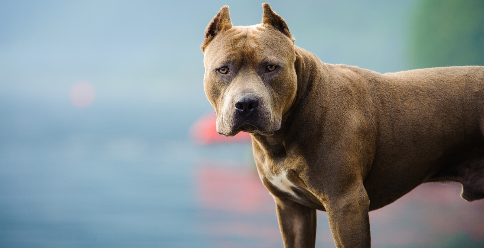 Pit Bull-Type Dogs: Strong, Loyal, Arthritis Risk