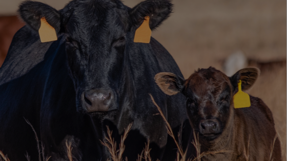 Estrous synchronization may be a worthwhile investment for cow-calf operators