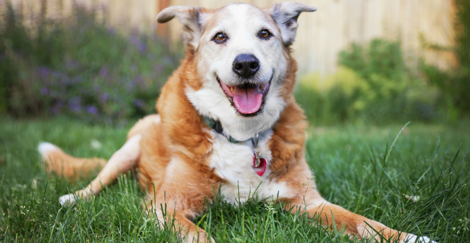 November is Senior Pet Month