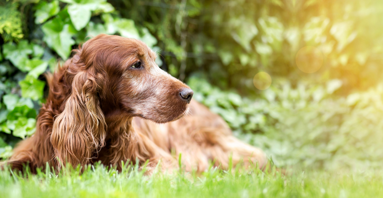 5 Tips for Taking Care of Your Senior Dog