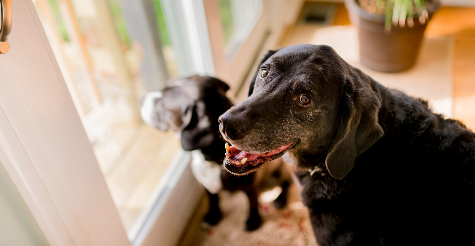 The Best Hip and Joint Supplements for Senior Dogs