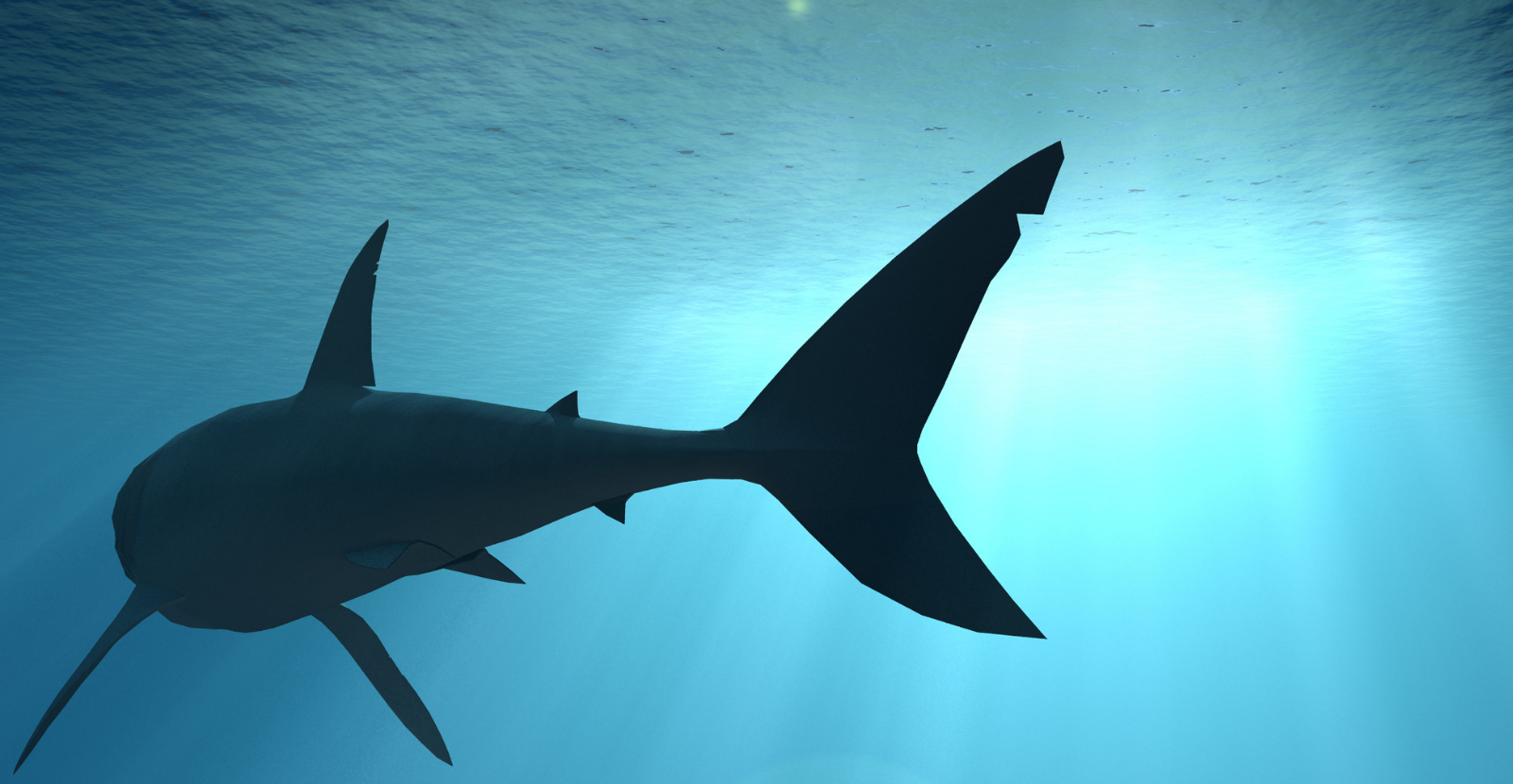 Why We Love #SharkWeek & Protect Sharks