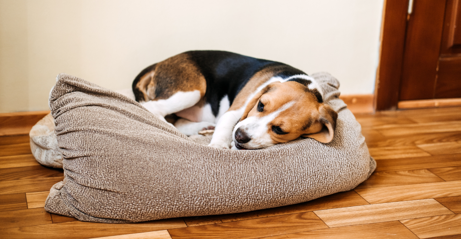 9 Common Signs of Sickness in Your Dog