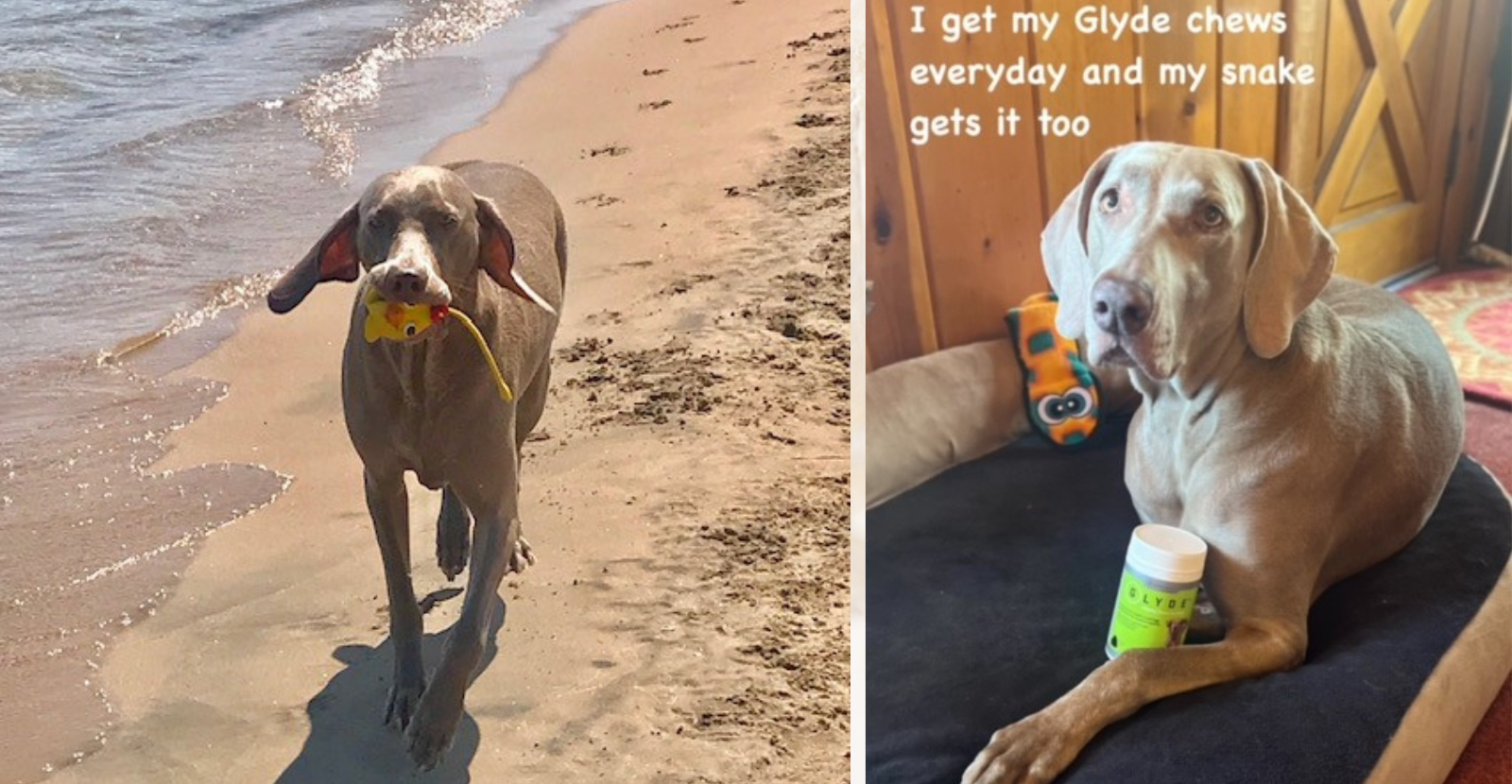 Weimaraner's Glyde Journey: Joint Health and Liebe's Love